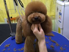 -爱宠屋pet shop·宠物洗澡·宠物美容