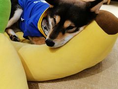 -逗柴咖啡屋·狗咖猫咖宠物桌游