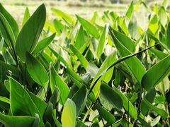 -白鹭湾湿地公园