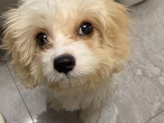 -翊宠yipet猫狗购宠庄园犬舍•猫舍