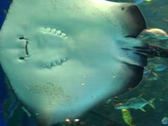 -芜湖新华联大白鲸海洋公园