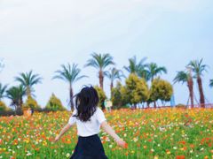 -空港花田景区
