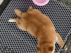 -BABYDOG宝贝狗宠物乐园(欧洲城店)