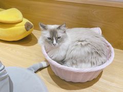 -滚猫咖啡·猫咖·猫友好撸猫(未来城店)
