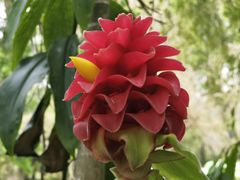 -中国科学院西双版纳热带植物园