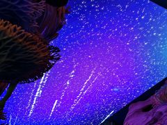 -珠海横琴长隆《卡卡虎奇遇记》