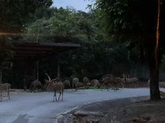 -清迈夜间动物园