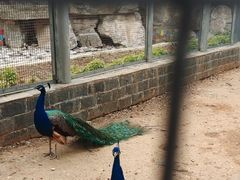 -石家庄市动物园