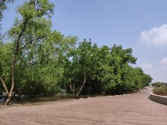 -宝安西湾红树林湿地公园