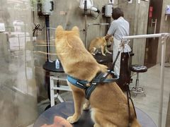 -PETKIT 小佩宠物·低压洗护·美容·寄养(安远店)