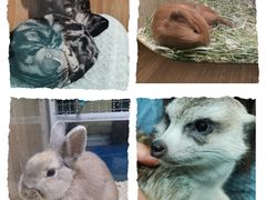 -藦茜花园宠物主题亲子互动体验馆(国顺东路店)