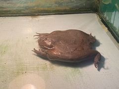 -上海大自然野生昆虫馆(东方明珠·爬宠昆虫探索中心)
