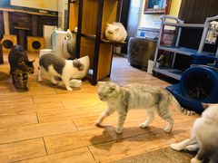 -more than meow吴止猫主题餐厅(承德 中船汇店)