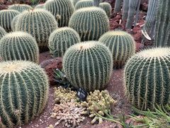 -昆明植物园