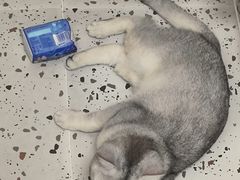 -瑞派康怡24h宠物医院·犬猫医疗中心·微创绝育(瑞景分院)