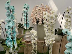 -上海鲜花港