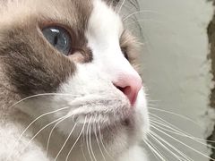 -喵屿·大理花园猫咖