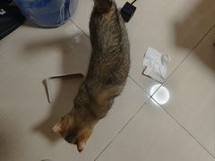 -猫大福·Fortune Cat猫舍(百子湾店)