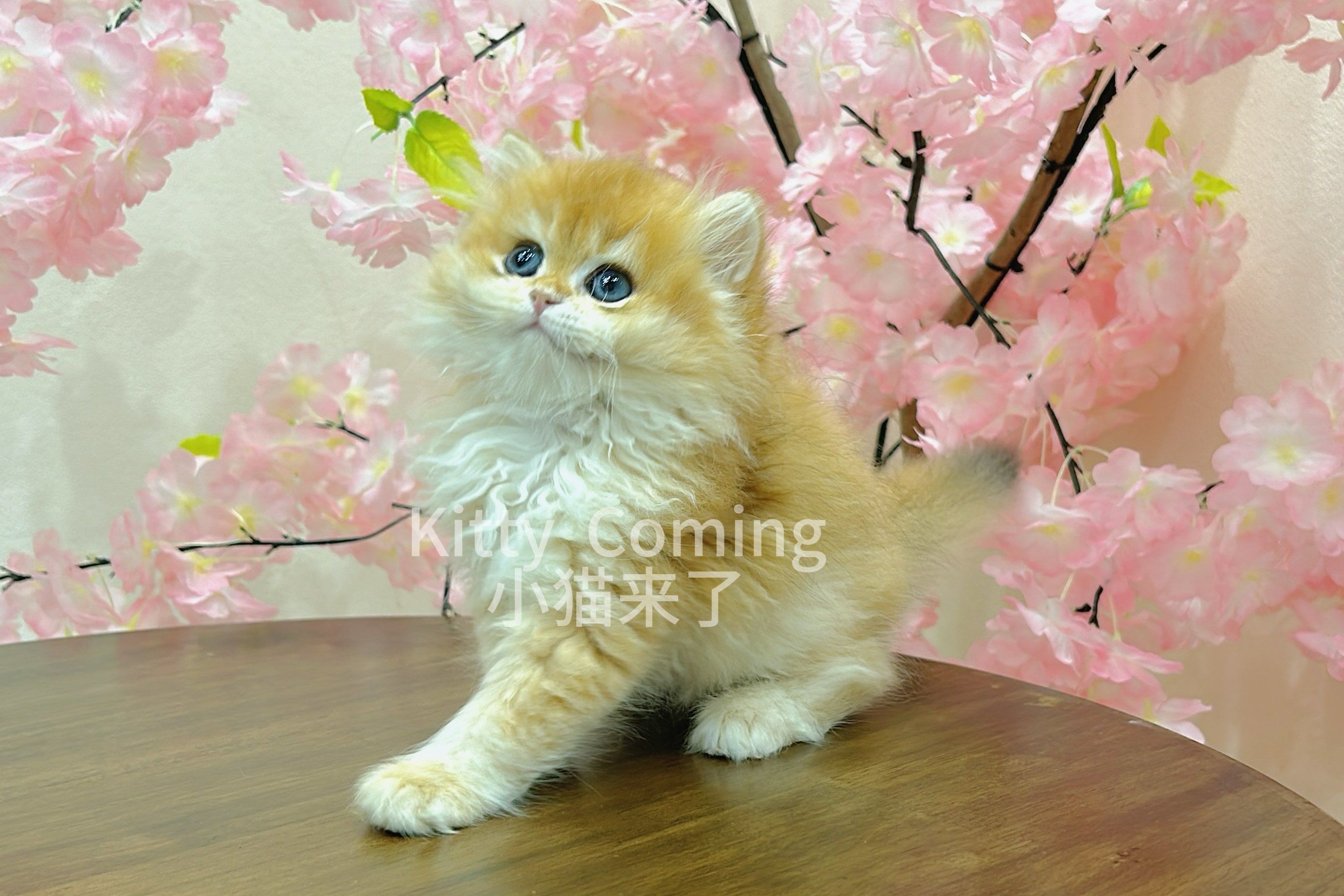 杭州靠谱猫舍|英长金渐层|365天重疾保障