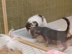 -帕帕拉兹宠物(亚洲旗舰店)