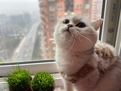 -喵zoo家庭繁育猫舍(尖东智能花园店)