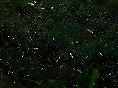 -广州市流溪河国家森林公园