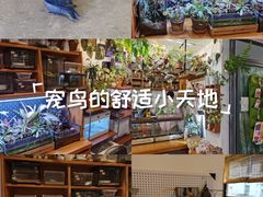 -吉丁鸟咖·异宠·寄养