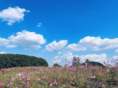 -嘉北郊野公园