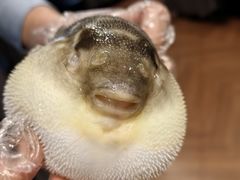 -肆月河豚·新淮扬(金融街店)