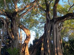 -瑞丽独树成林风景区