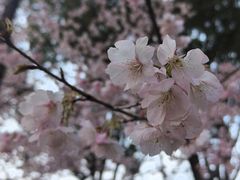 -橼舍鮨青木