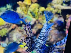 -上海海洋水族馆