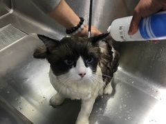 -PETKIT小佩宠物(昭化店)