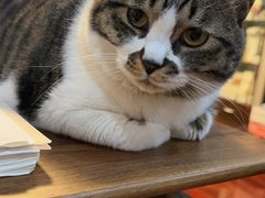 -宠爱国际动物医院·消化内科·心肾内科·ISFM猫友好(望京店)