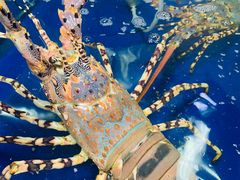 -鸿港海鲜批发市场