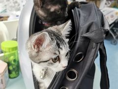 -北京赛佳动物医院