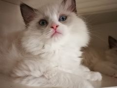 -东方名猫馆·英短金渐层布偶猫舍(环线广场1号楼店)