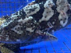 -香山湖渔家大院