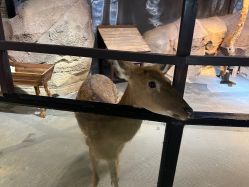 -酷嗒动物文化乐园(cutezoo西溪乐天城店)