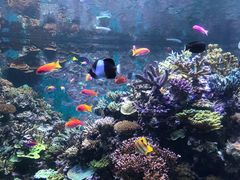 -新加坡海洋生态馆