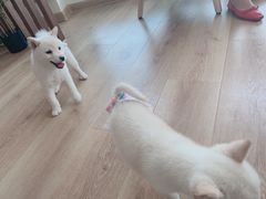 -柴犬小屋·柴餐厅·狗咖食堂(金鼎广场店)