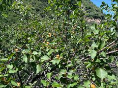 -阳台山自然风景区