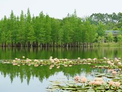 -白鹭湾湿地公园