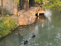 -扬州大运河文化旅游度假区·盆景园