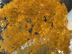 -食其家·牛丼咖喱(广元西路店)