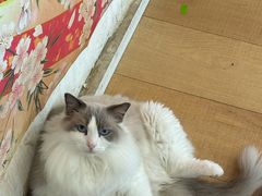 -Let's go狗咖·猫咖·奶狗·桌游(春熙路IFS店)
