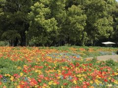 -上海共青森林公园