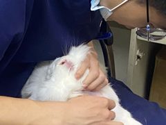 -爱侣宠医·鹦鹉专科·小型哺乳类·异宠专科(灵石路店)