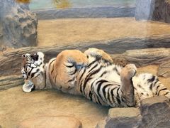-横道河子东北虎林园