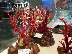 -绮丽珊瑚博物馆(台东店)